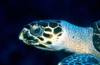 Turtle Race.  Hawksbill turtle taken in Grand Cayman w/ho... by Beverly Speed 